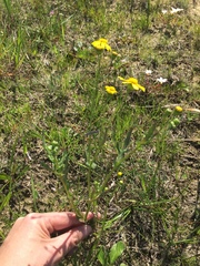 Senecio littoreus