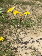 Senecio littoreus