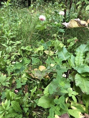 Trifolium hybridum