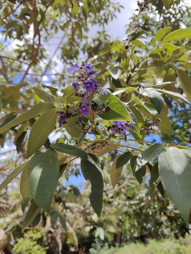 Image of Vitex gaumeri by (c) Ansil B.R., some rights reserved (CC BY)