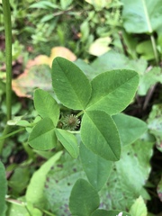 Trifolium hybridum
