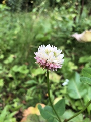 Trifolium hybridum