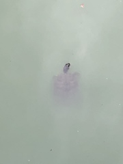 Trachemys scripta elegans