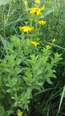 Heterotheca cryptocephala