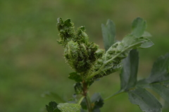 Dasineura crataegi