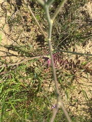 Brassicaceae