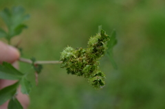 Dasineura crataegi