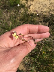 Brassicaceae