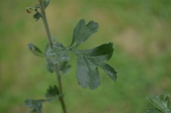 Dasineura crataegi