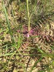 Brassicaceae