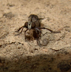 Heteropogon macerinus