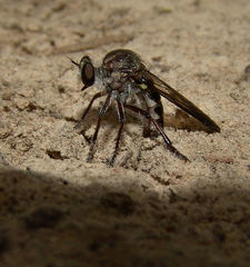 Heteropogon macerinus