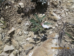 Convolvulus lineatus