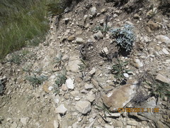 Convolvulus lineatus