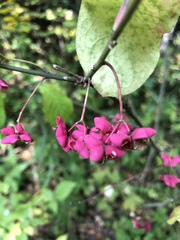 Euonymus europaeus