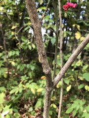 Euonymus europaeus