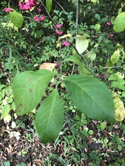 Euonymus europaeus