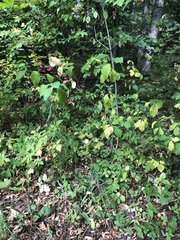 Euonymus europaeus