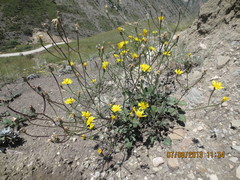 Crepis sonchifolia