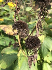 Telekia speciosa