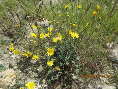 Crepis sonchifolia