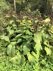 Telekia speciosa