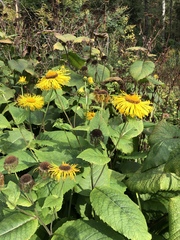Telekia speciosa