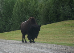 Bison bison athabascae