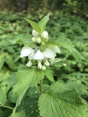 Lamium album