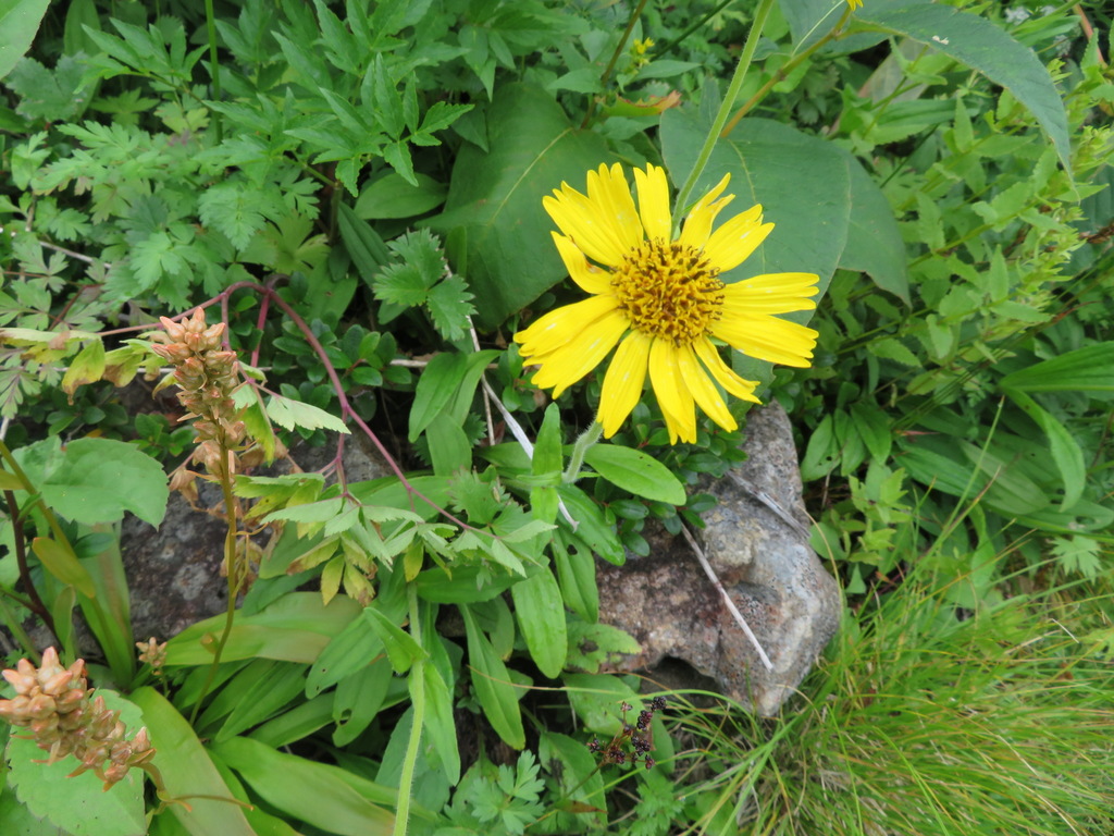 Alaskan arnica