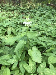Lamium album