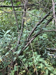 Caragana arborescens