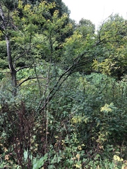 Caragana arborescens