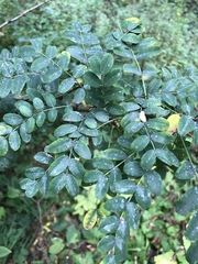 Caragana arborescens
