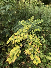 Caragana arborescens
