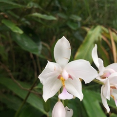 Spathoglottis