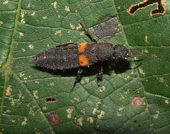 Platydracus fossator