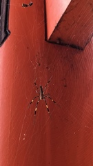 Trichonephila clavata