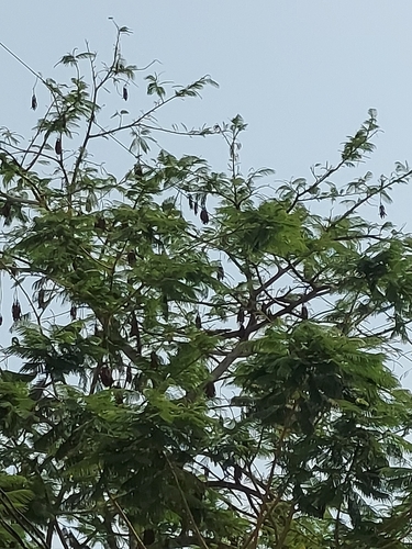 Badminton ball tree (Parkia biglandulosa)