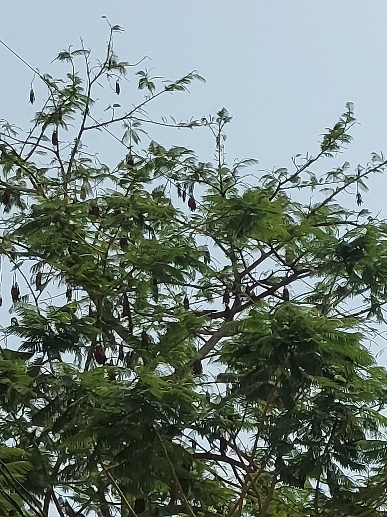 Badminton Ball Tree (Parkia biglandulosa)