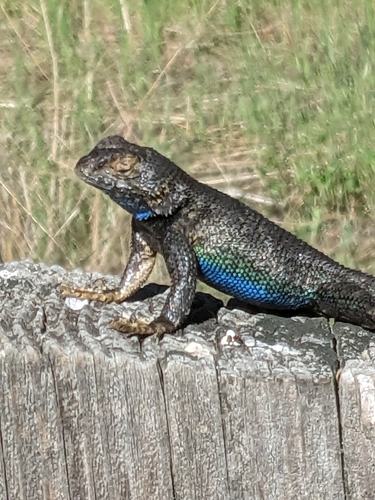 iNaturalist observation photo of Western Fence Lizard