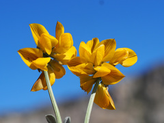 Hippocrepis eriocarpa