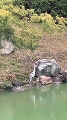 Ardea cinerea