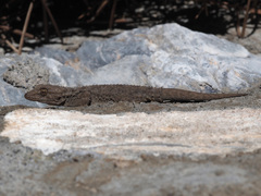 Tarentola mauritanica mauritanica