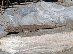 Tarentola mauritanica mauritanica