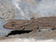 Tarentola mauritanica mauritanica