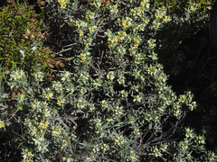 Thymelaea