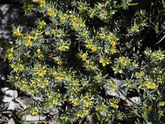 Thymelaea