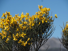 Genista cinerea
