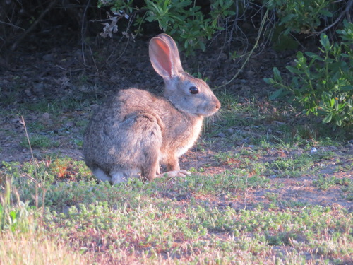 iNaturalist observation photo of Brush Rabbit